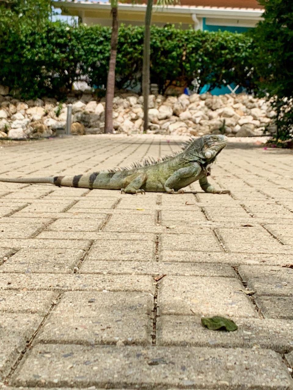 Bon Bini Na Curacao Appartement Willemstad Buitenkant foto